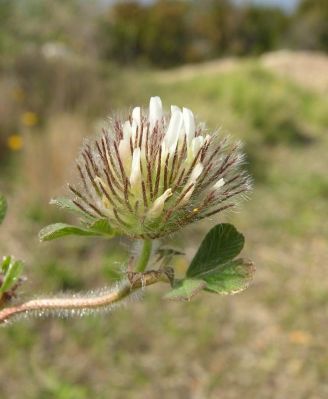 Trifolium cherleri - 