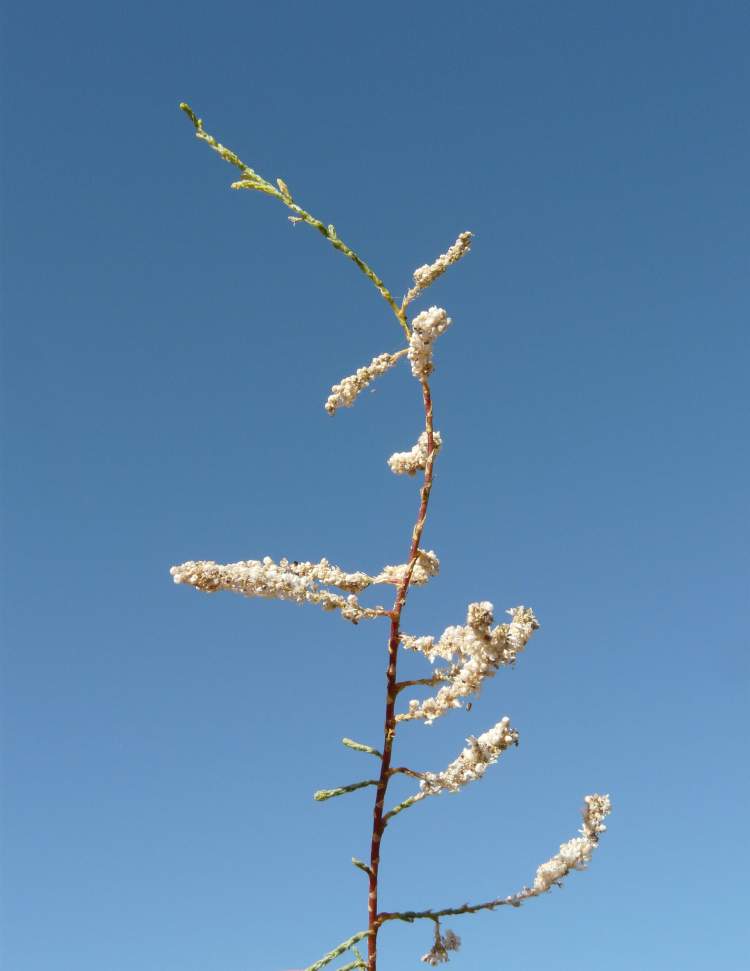 Tamarix canariensis Willd.