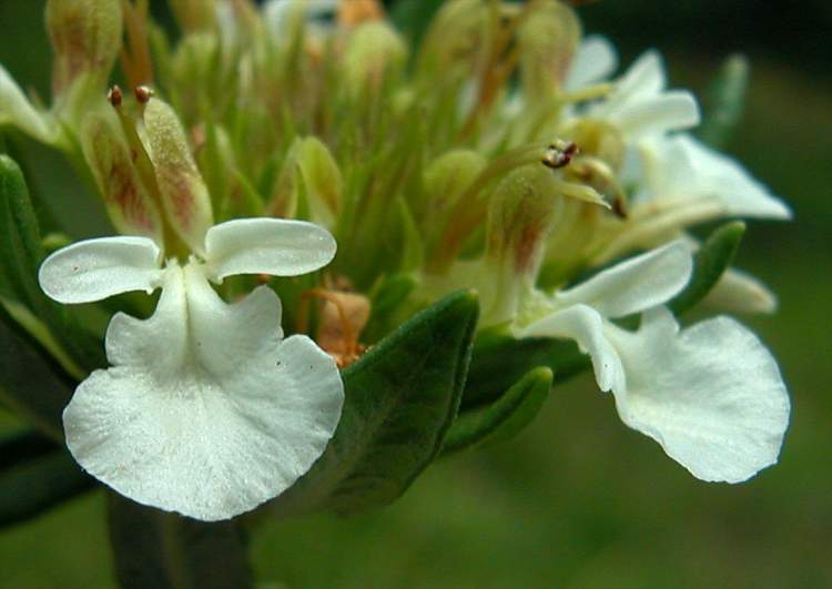 Teucrium montanum L.
