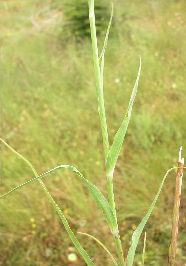 Tragopogon porrifolius L. subsp. porrifolius