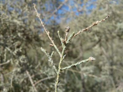 Tamarix canariensis