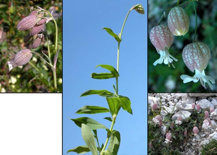 Silene vulgaris subsp. glareosa (Jord.) Marsden-Jones & Turrill