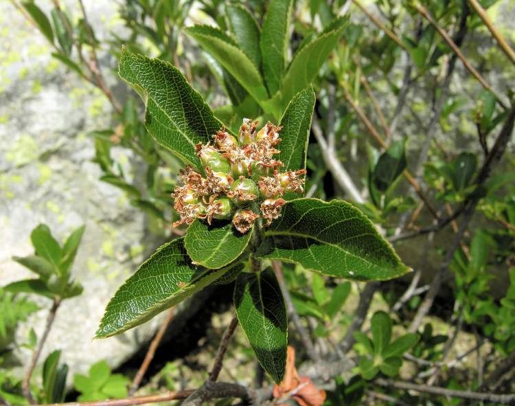 Sorbus chamaemespilus (L.) Crantz