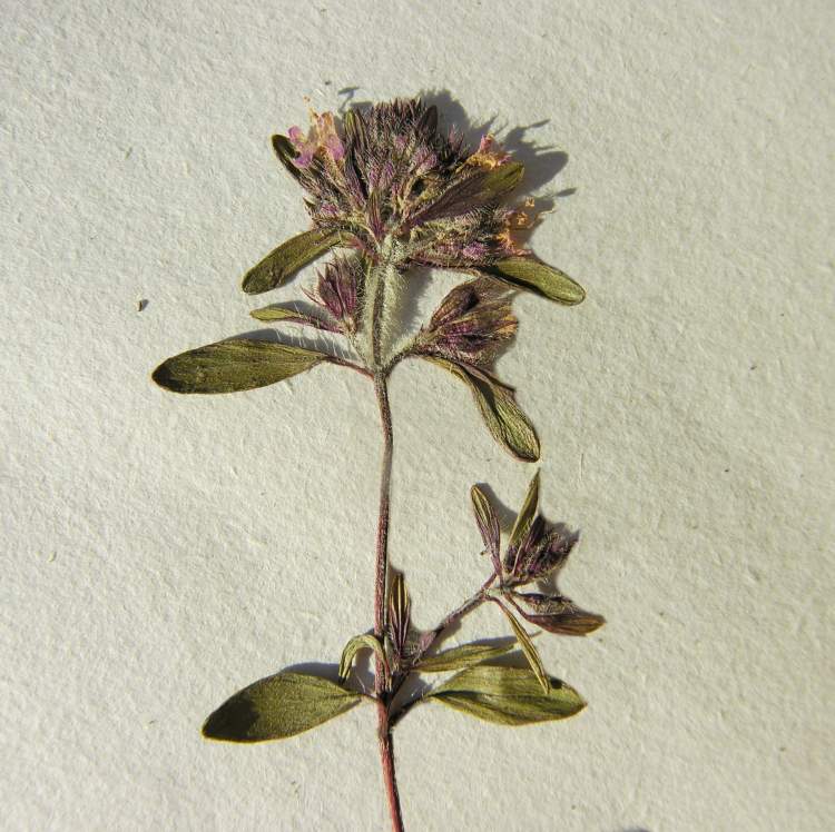 Thymus longicaulis C. Presl