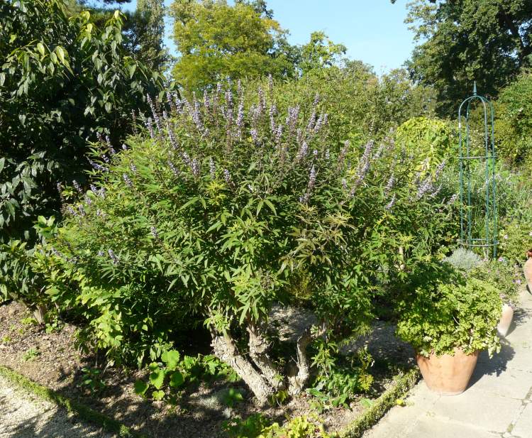 Vitex agnus-castus L.