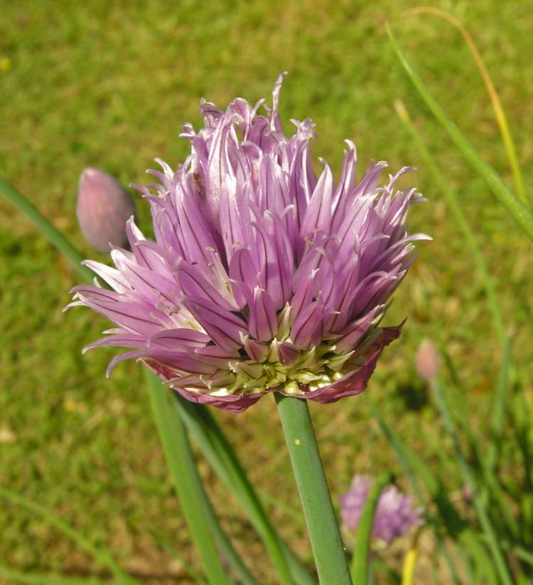 Allium schoenoprasum L.