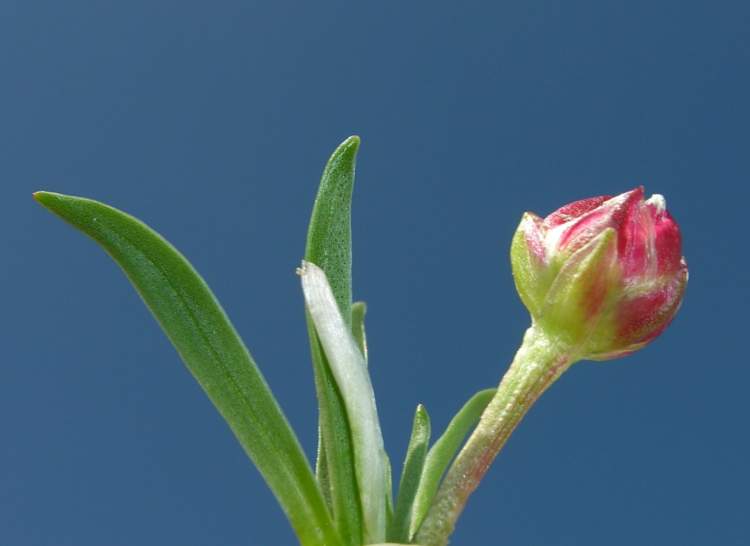 Armeria alpina Willd.
