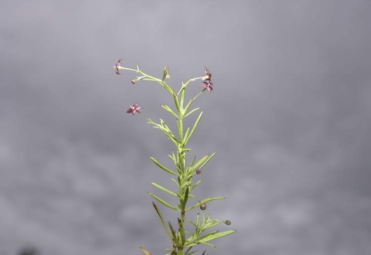 Asperula purpurea (L.) Ehrend. subsp. purpurea