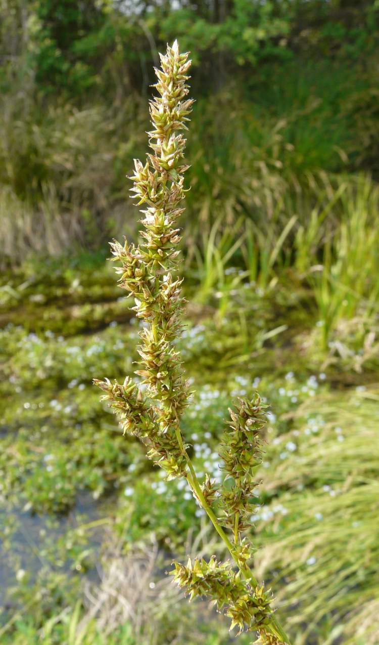 Carex paniculata L. subsp. paniculata