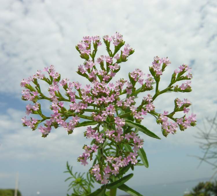 Centranthus calcitrapae (L.) Dufr.