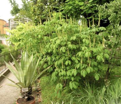 Aesculus parviflora - a