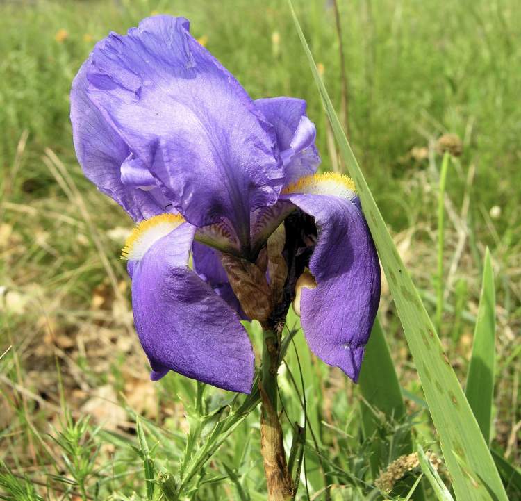 Iris cengialti subsp. illyrica (Fiori) Poldini