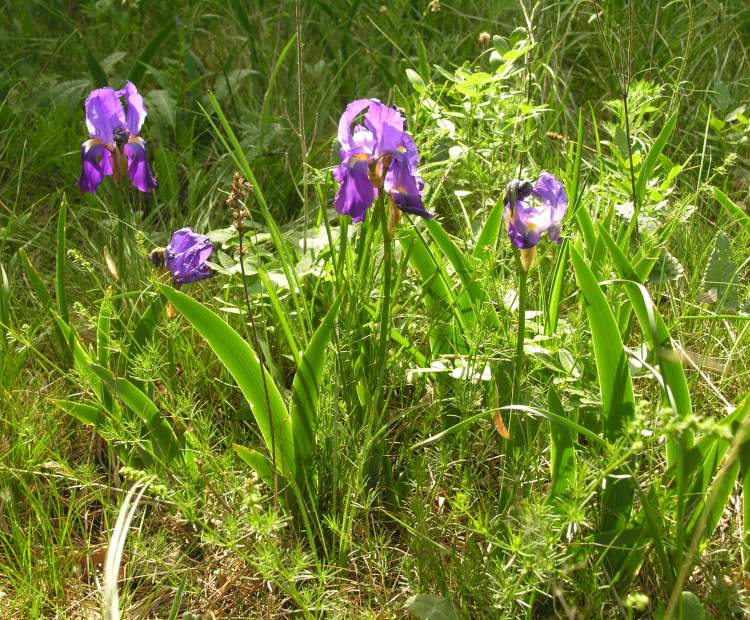 Iris cengialti subsp. illyrica (Fiori) Poldini