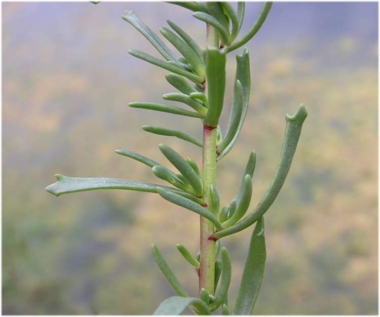 Limbarda crithmoides subsp. crithmoides