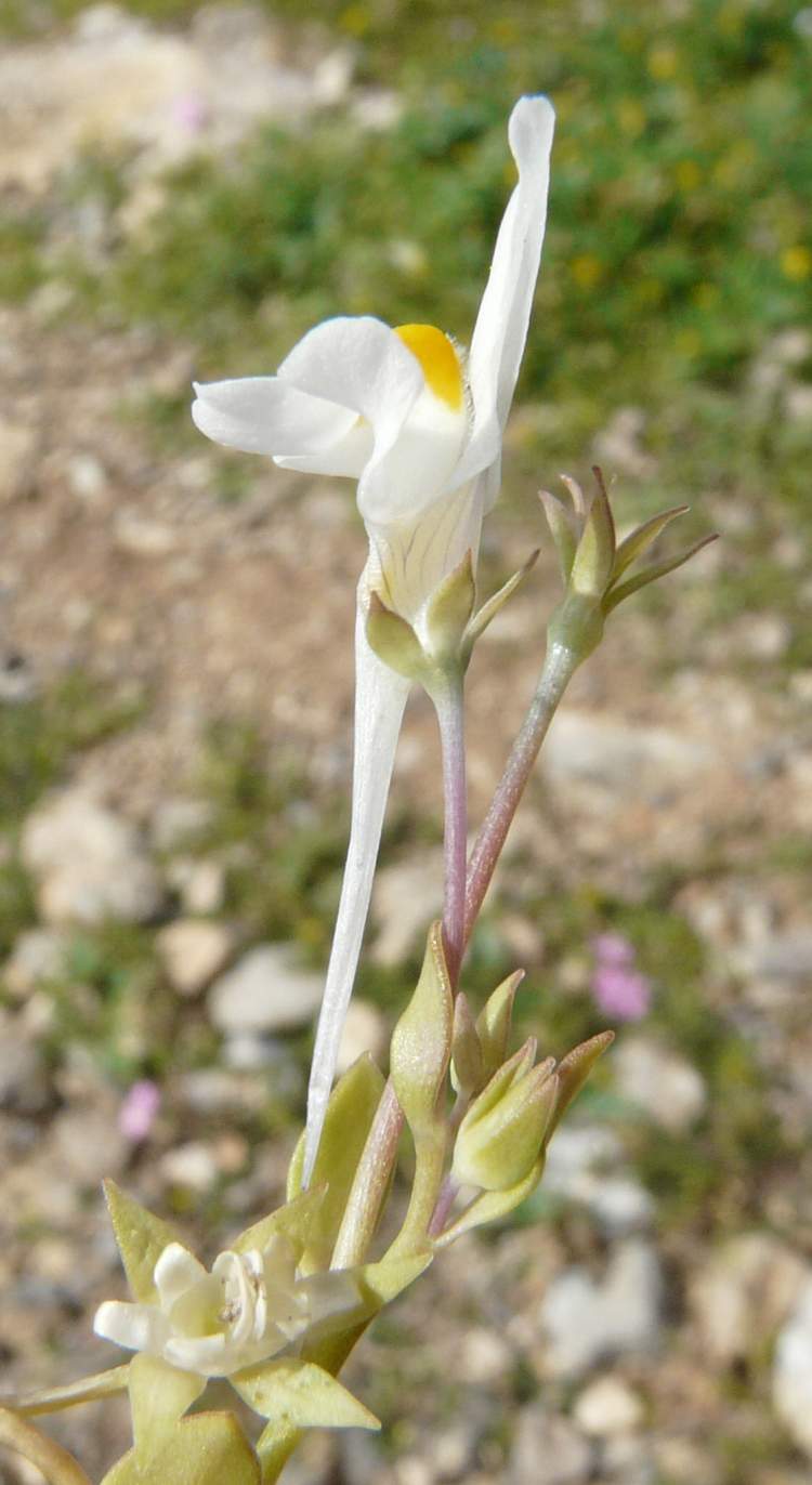 Linaria reflexa (L.) Desf.
