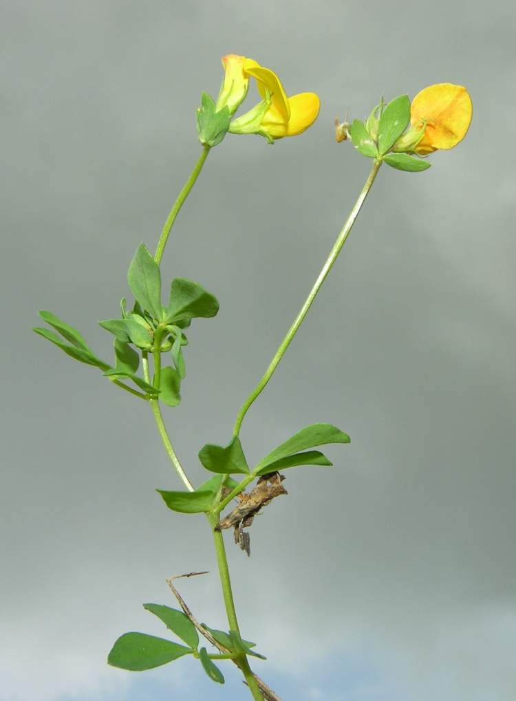 Lotus corniculatus L. subsp. alpinus (DC.) Rothm.