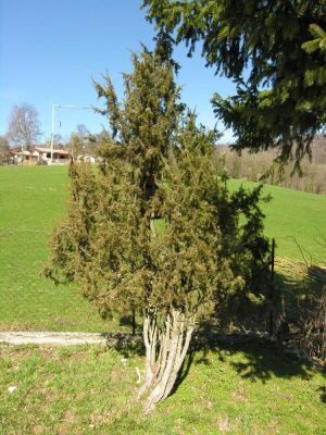 Juniperus communis - 