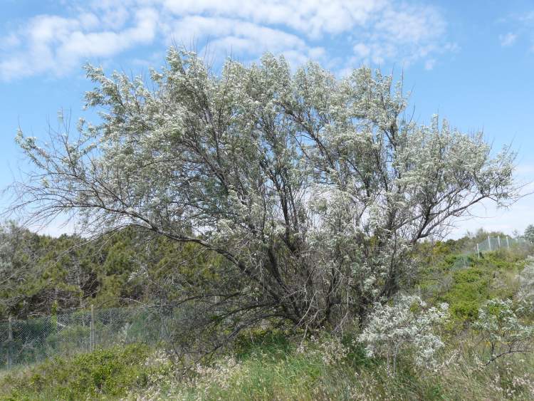 Elaeagnus angustifolia L.