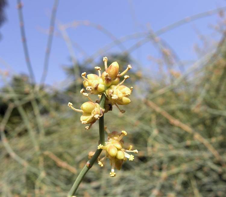 Ephedra fragilis Desf.