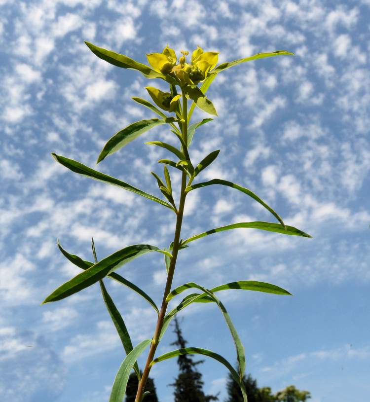 Euphorbia esula L.