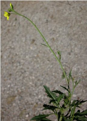 Diplotaxis tenuifolia (L.) DC. 