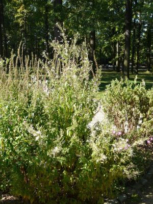 Epilobium roseum subsp. roseum - 