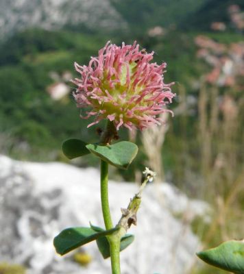 Euphorbia fragifera Jan