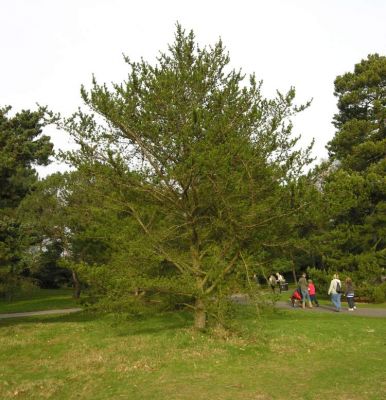 Pinus banksiana - a