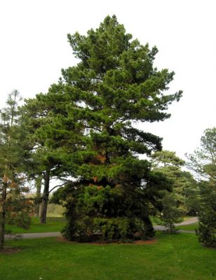Pinus nigra subsp. laricio