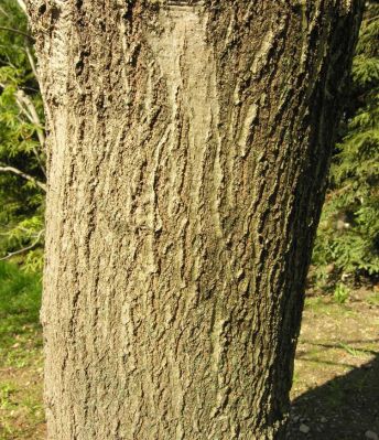 Quercus rubra - 