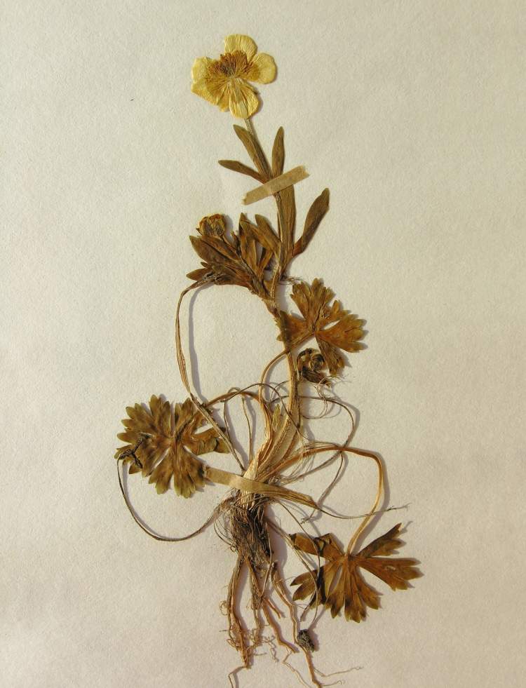 Ranunculus carinthiacus Hoppe