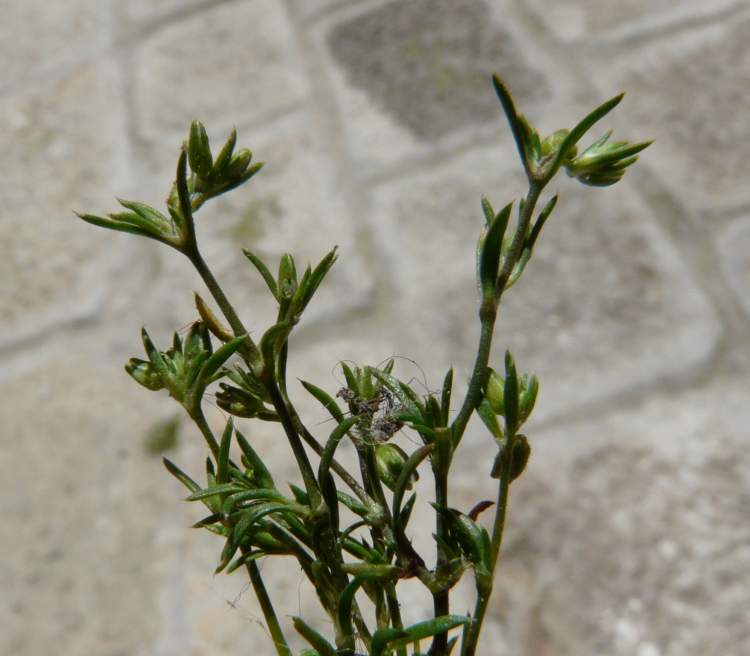 Sagina apetala Ard. subsp. apetala