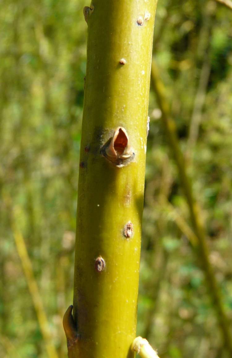 Salix viminalis L.