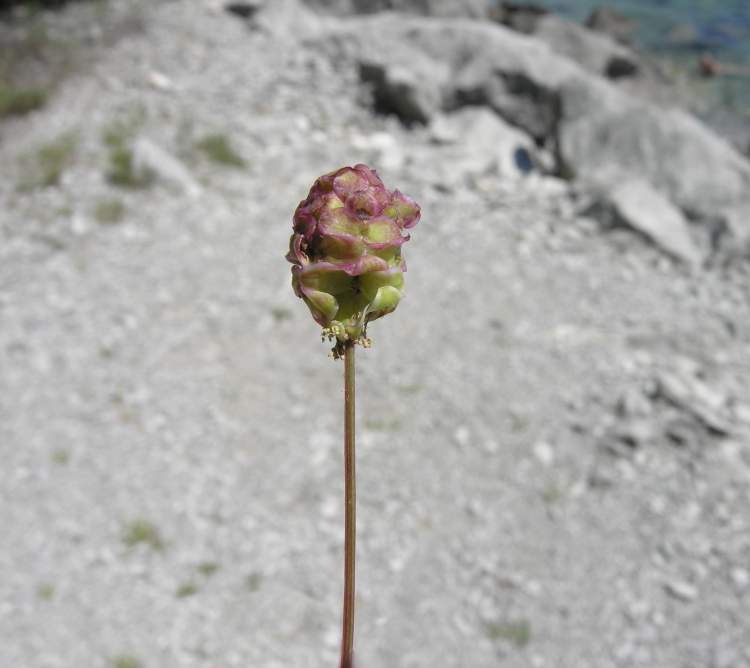 Poterium sanguisorba L. subsp. balearicum (Bourg. ex Nyman) Stace