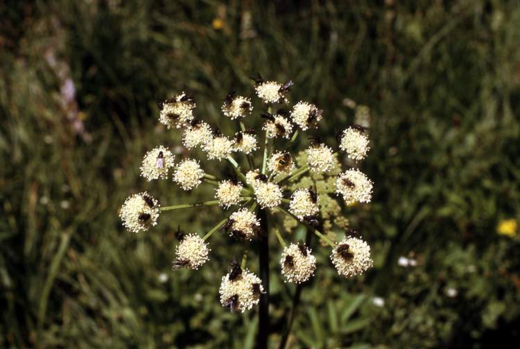 Heracleum sphondylium L.