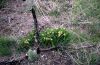 Arnica latifolia - NPS Photo - Jim Peaco - May 1990 - Public domain image.