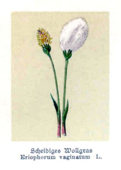 Eriophorum vaginatum L.