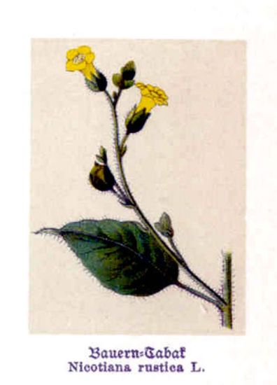 Nicotiana rustica L.