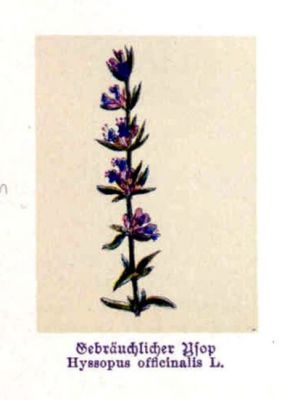 Hyssopus officinalis L.