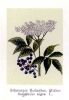 Sambucus nigra - Picture modified from Bley, Franz  - Botanisches Bilderbuch (1897/98)  - Permission granted to use under GFDL by Kurt Stueber. Source: www.biolib.de - Permission is granted to copy, distribute and/or modify this image under the terms of the GNU Free Documentation License, Version 1.3 or any later version published by the Free Software Foundation; with no Invariant Sections, no Front-Cover Texts, and no Back-Cover Texts. A copy of the license is included in the section entitled GNU Free Documentation License.