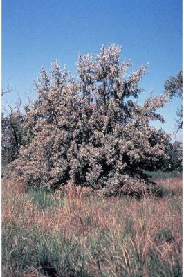 Elaeagnus angustifolia - 