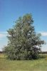 Ulmus pumila - Herman, D.E., et al. 1996. North Dakota tree handbook.  USDA NRCS ND State Soil Conservation Committee; NDSU Extension and Western Area Power Administration, Bismarck.  - Non-Copyrighted Image