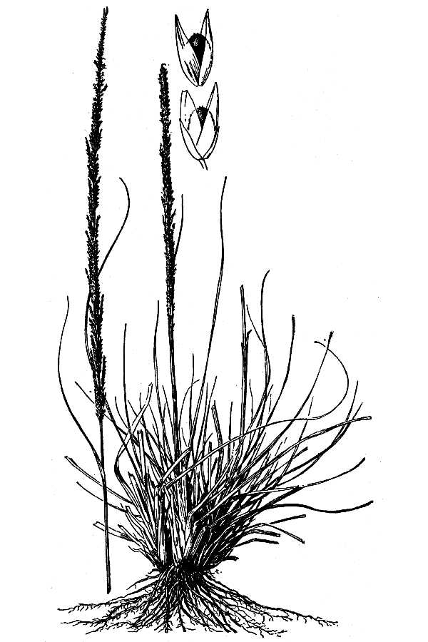 Sporobolus poiretii (R. & S.) Hitchc.
