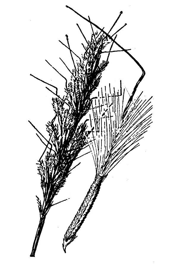 Stipa speciosa,
Desert Needle Grass,
desert needlegrass Stipa speciosa,
Desert Needle Grass,
desert needlegrass