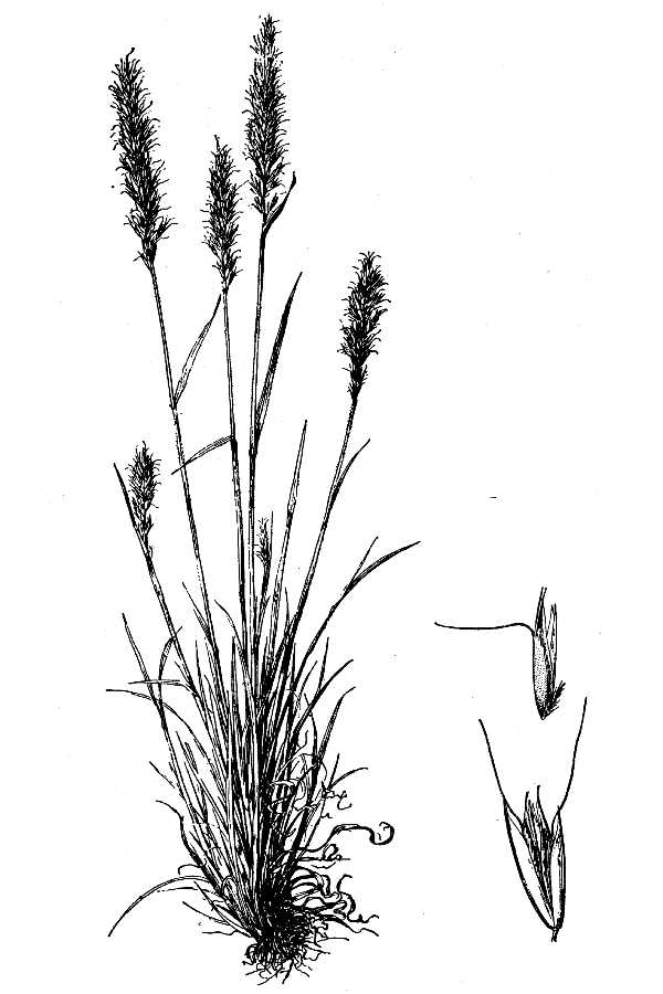 Trisetum spicatum (L.) K. Richt.