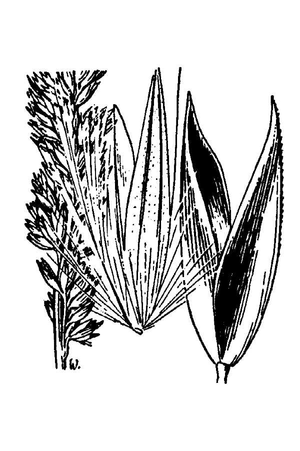 Calamagrostis crassiglumis,
Thurber's Reed Grass Calamagrostis crassiglumis,
Thurber's Reed Grass