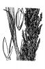 Sporobolus domingensis - Hitchcock, A.S. (rev. A. Chase). 1950. Manual of the grasses of the United States. Washington, DC. - Non-Copyrighted Image