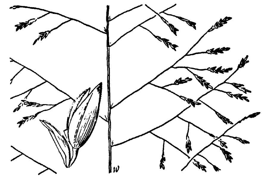 Eragrostis pilosa (L.) P. Beauv.