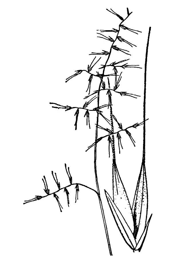 Festuca reflexa Festuca reflexa