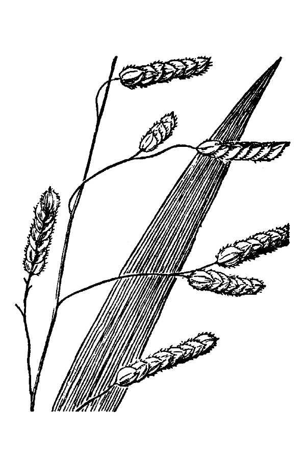 Leersia lenticularis,
catchfly grass Leersia lenticularis,
catchfly grass